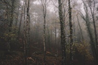 Forest Moody Woodlands papiers peint