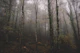 Forest Moody Woodlands