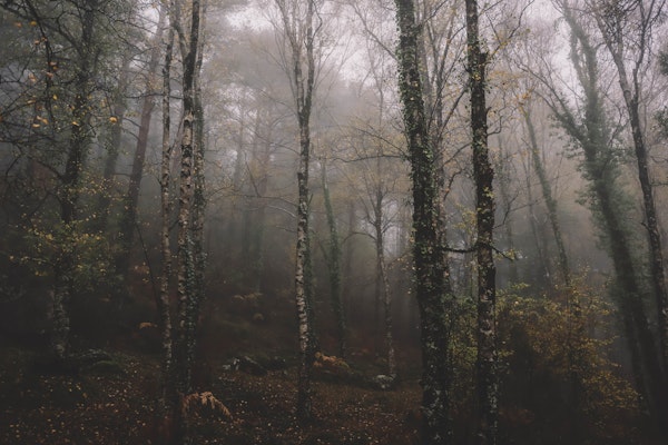 Forest Moody Woodlands