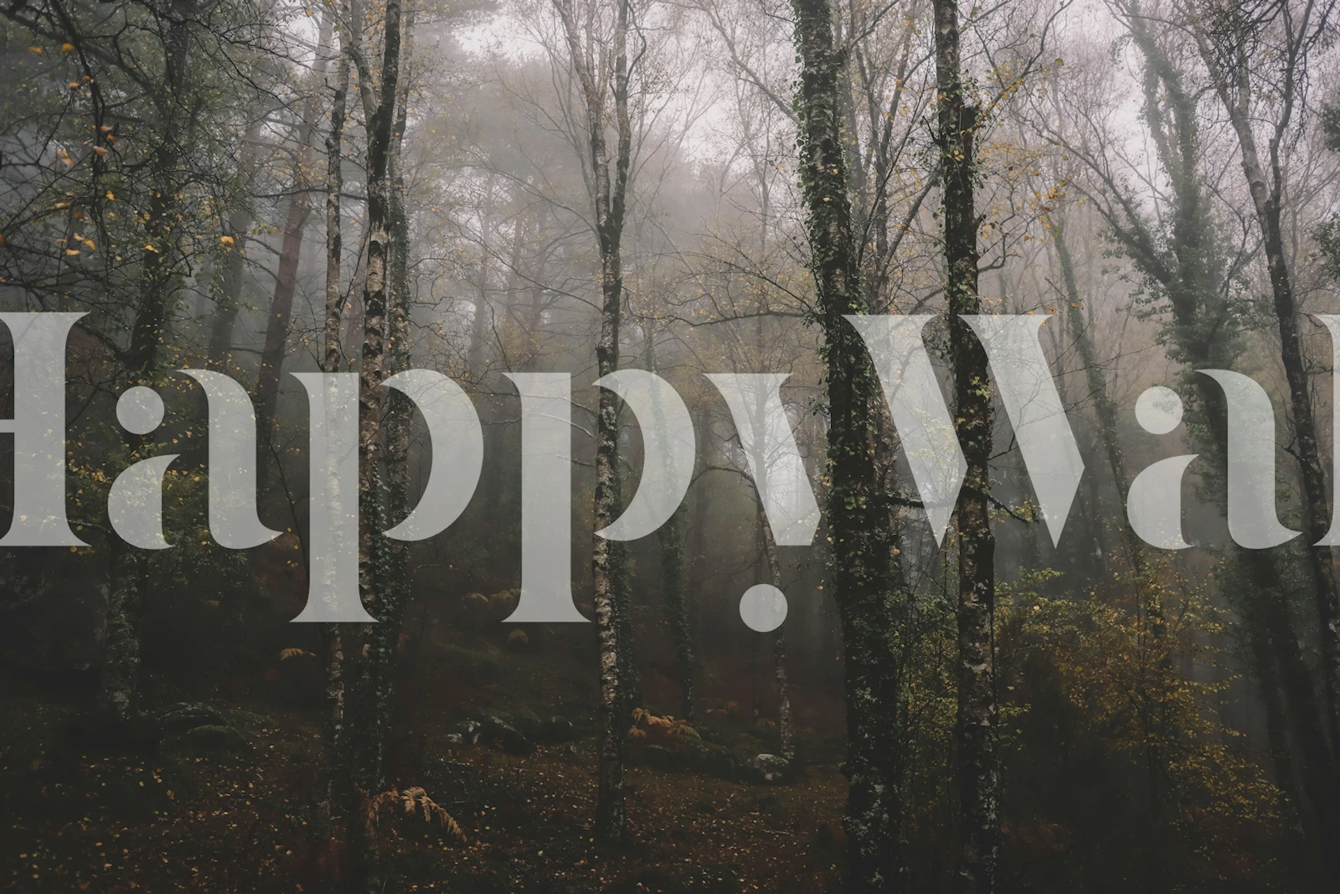 Tapeta Forest Moody Woodlands w pomieszczeniu