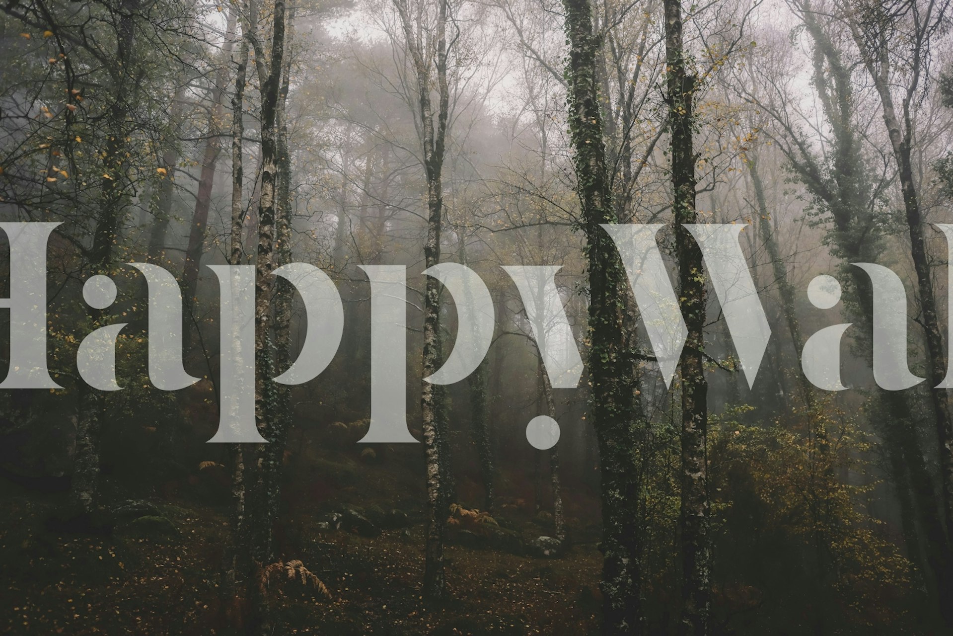 Moody forest scene with tall trees and misty atmosphere wallpaper