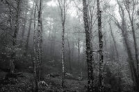 Forest Moody Woodlands in Black and White papiers peint