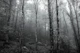 Forest Moody Woodlands in Black and White