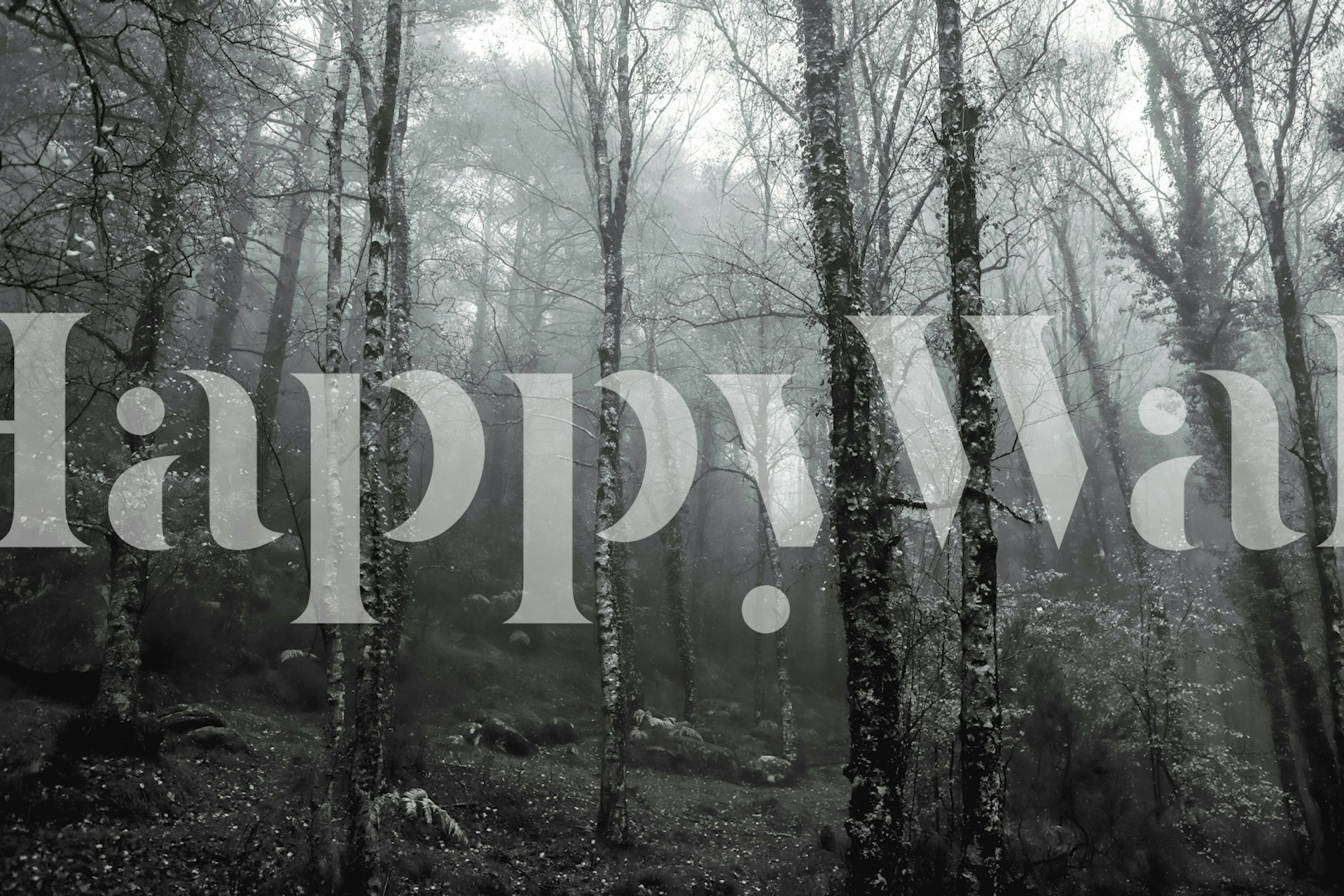 Crno-bijeli dizajn tapeta forest Moody Woodlands in Black and White