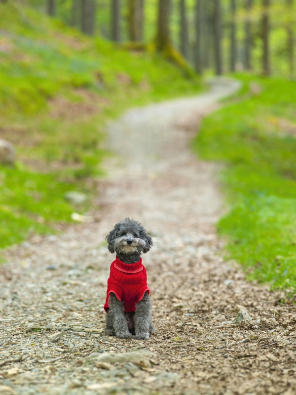 Poodle in the Forest Path