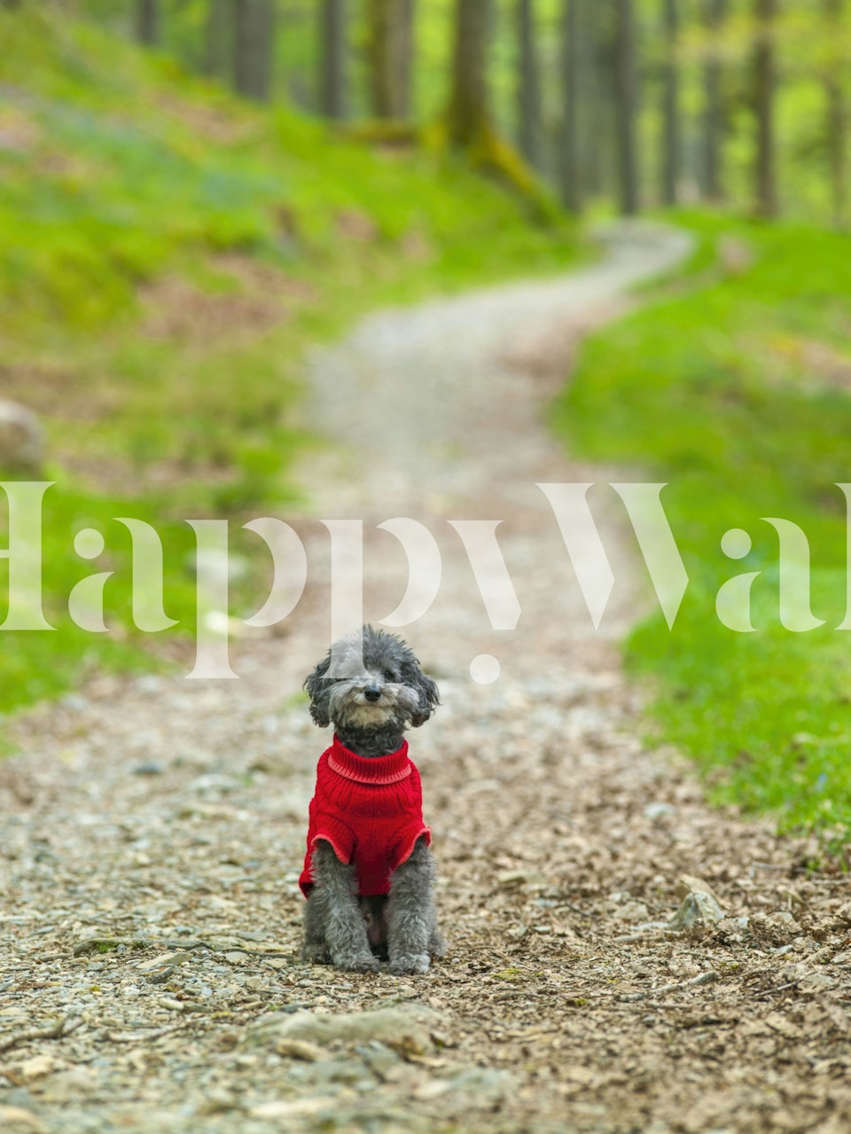 Poodle sitting on a forest path wallpaper