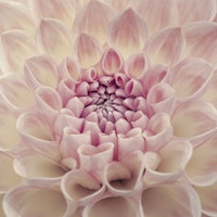 Soft Pink Petals wallpaper