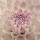 Soft Pink Petals