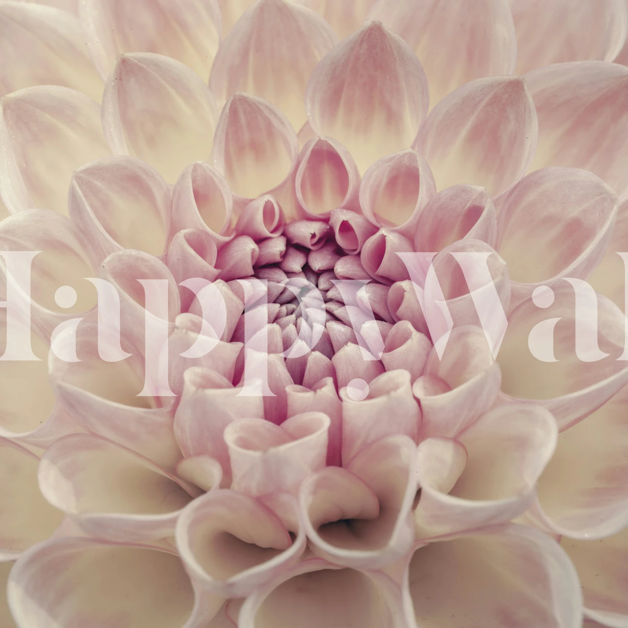 Soft Pink Petals wallpaper in a room