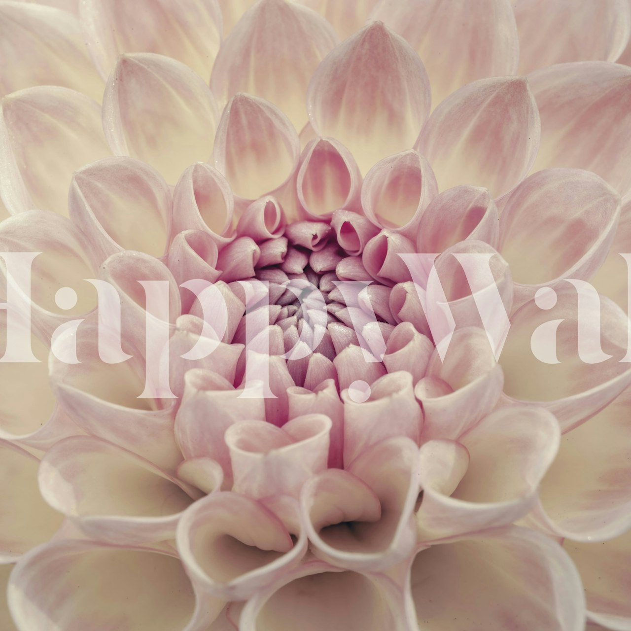 Ταπετσαρία Soft Pink Petals σε ένα δωμάτιο