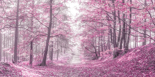Blossoming Pink Forest Pathway
