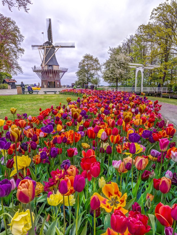 Tulip Windmill Garden
