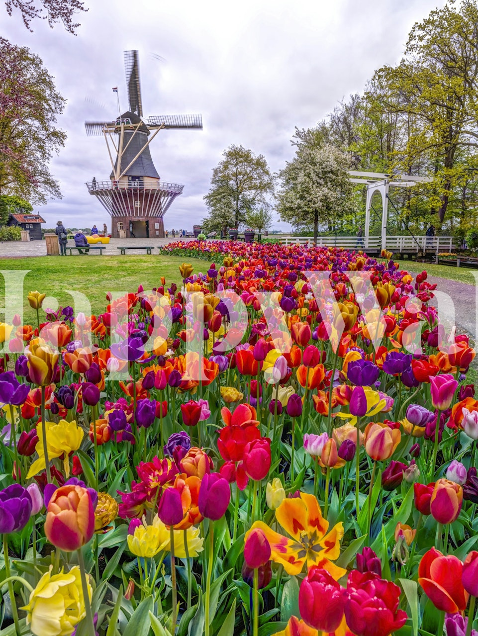 Tulip windmill garden wallpaper in a room