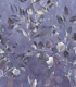 Lavender Breeze Botanica