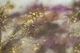 Gold Plum Brown Glitter Glam 1