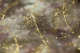 Beige Brown Gold Glitter Glam 1