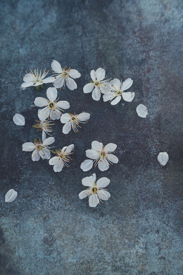 Delicate Sakura Blossom