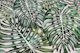 Monstera Jungle Oasis beige