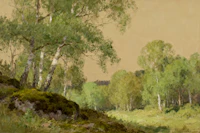 Birch Grove Serenity tapete