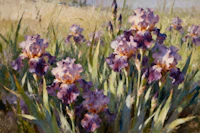 Serene Iris Field tapete
