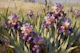 Serene Iris Field