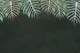 Monstera Jungle Foliage green
