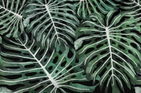 Monstera Jungle Oasis black wallpaper