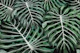 Monstera Jungle Oasis black