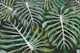 Monstera Jungle Oasis green
