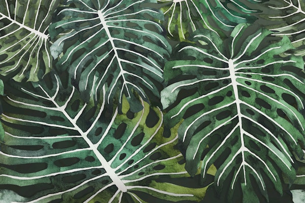 Monstera Jungle Oasis green