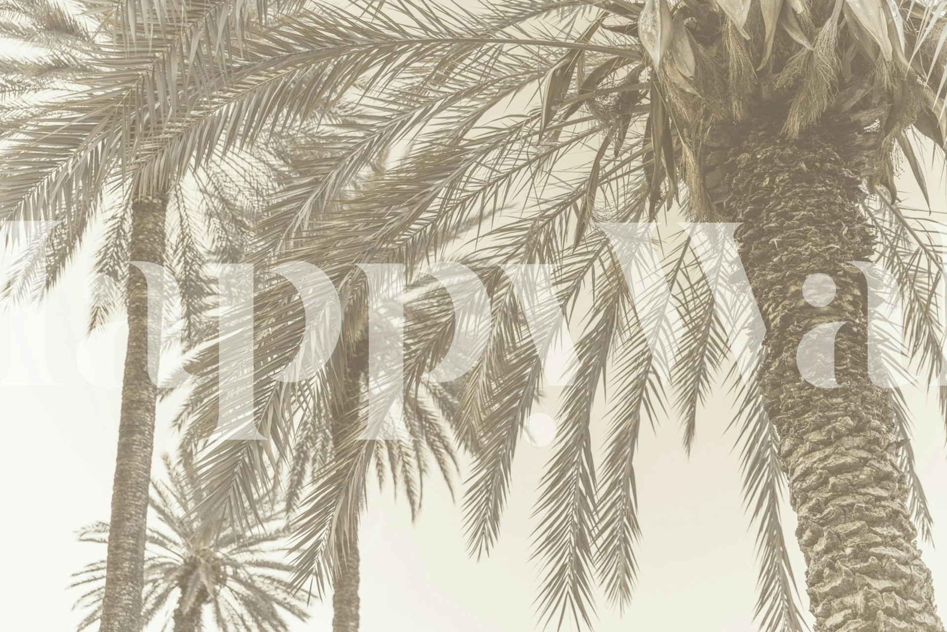 Sicilian Memories 12 wallpaper in a room setting