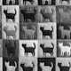 Monochrome Cat Quilt