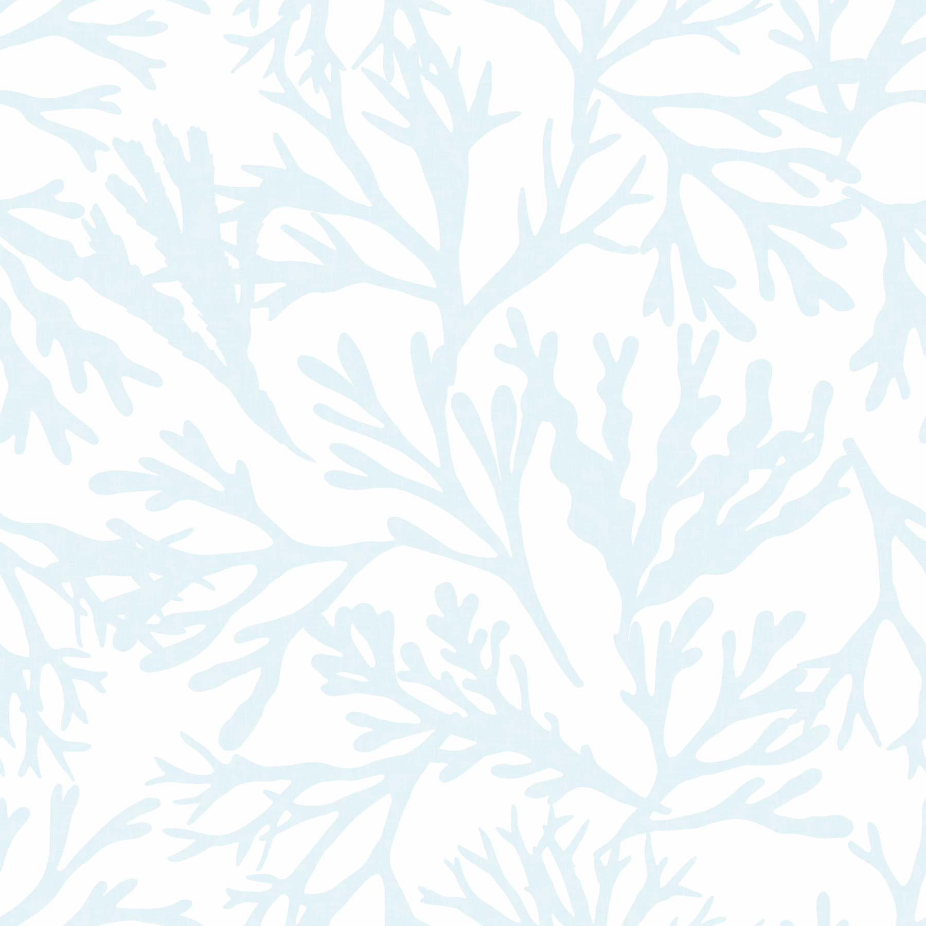 kelp
