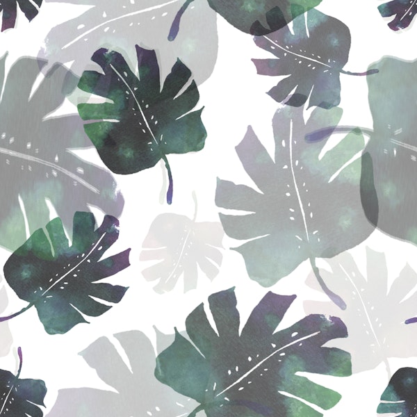 Monstera Deliciosa Leaves