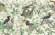 Avifauna Bliss