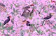 Avifauna Bliss 01