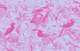 Avifauna Bliss 02