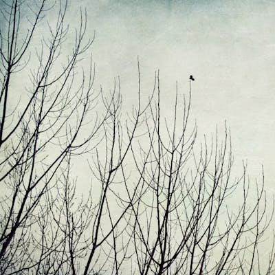 Τοιχογραφία