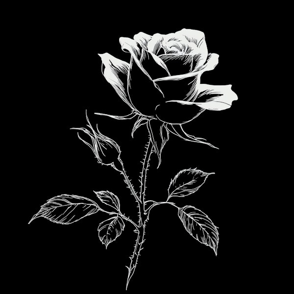 Black and White Rose