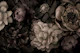 Flower Drama Luxury Botanical Brown Grandeur