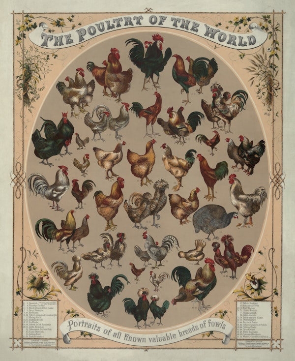 Antique Poultry Farm and Kitchen Chart