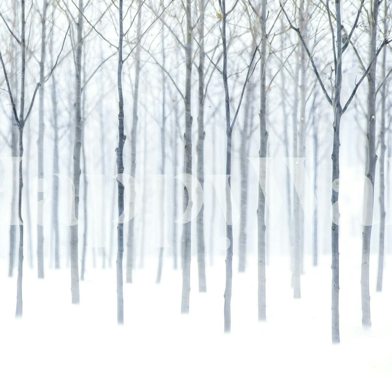 White tree trunks in a winter forest setting wallpaper