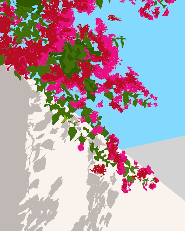 Bougainvillea Blossom