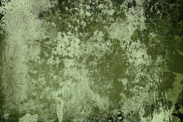 Concrete texture in avocado green