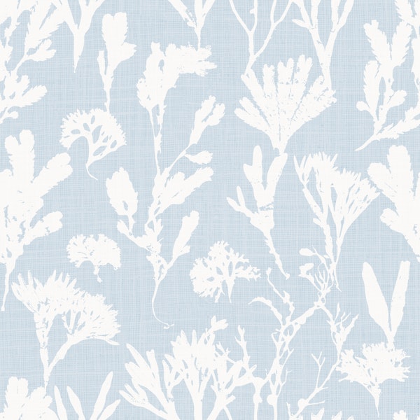coastal kelp - light blue grey