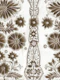 White Velvet Gold Majesty