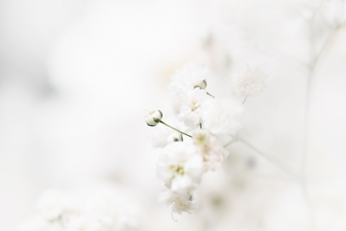 gypsophila