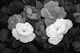 Black and White Garden Bliss