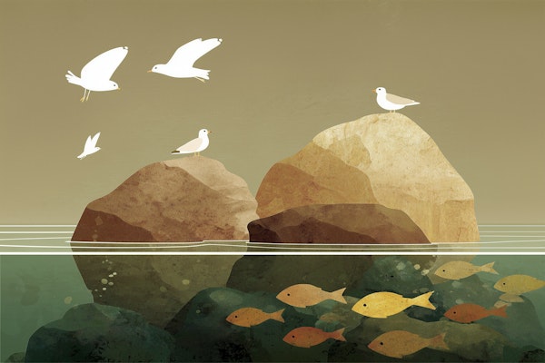 Seagulls Over Rocky Shore