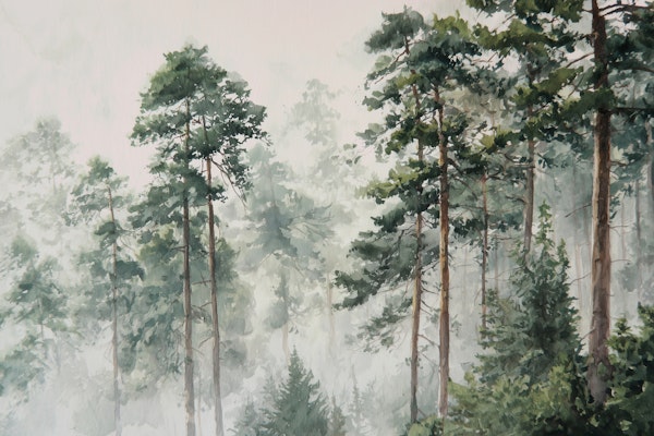 Forest in the Mist